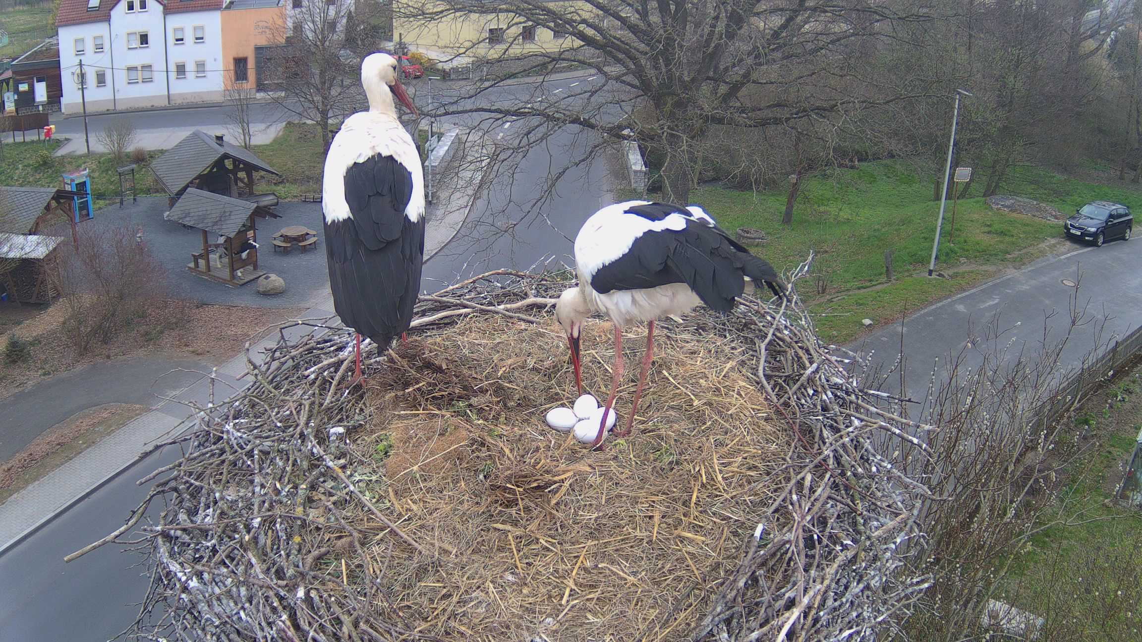 Aktuelles Bild Storchennest 2026